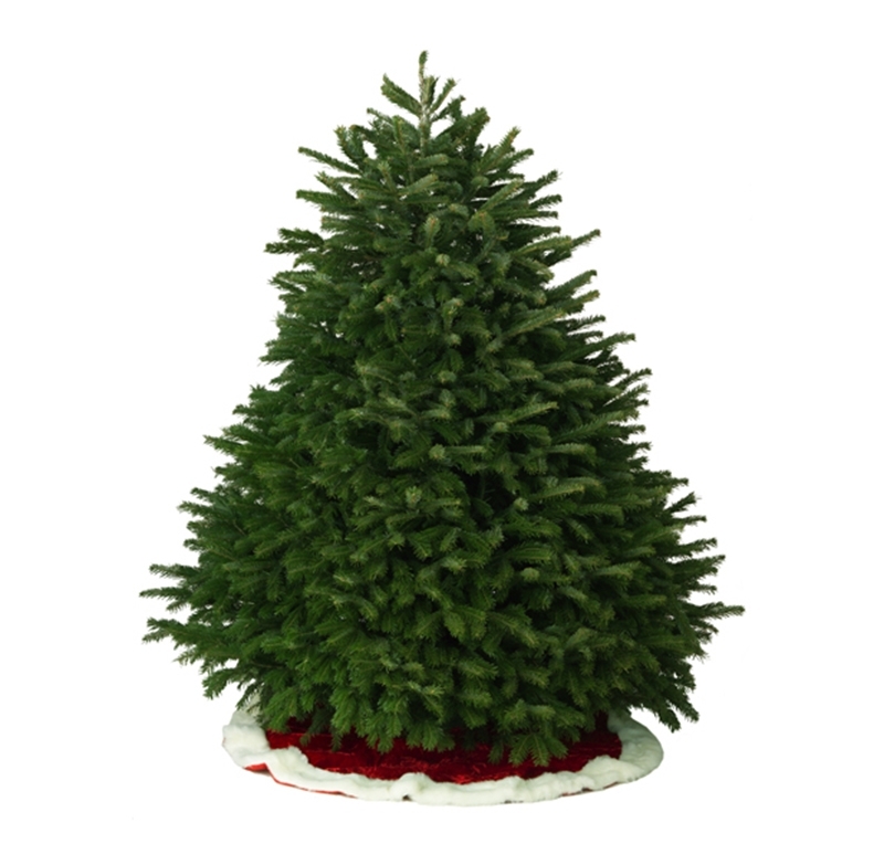 Noble Fir 5-6 FT